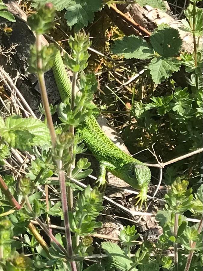 Reveil Aux Chants Des Oiseaux Asse-le-Riboul Esterno foto