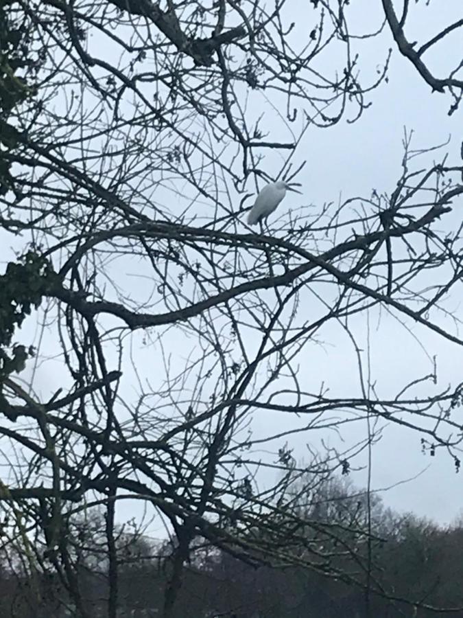 Reveil Aux Chants Des Oiseaux Asse-le-Riboul Esterno foto